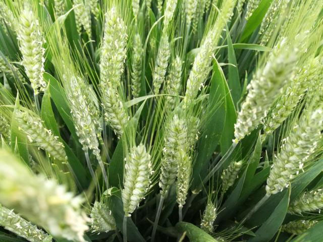 河南小麥揚花期苗情向好 科技助力產糧大省扛穩(wěn)糧食安全重任