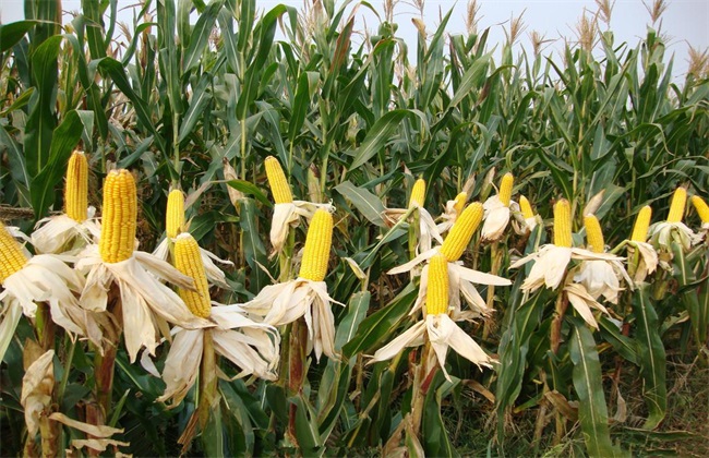 玉米高產(chǎn)技術(shù)指導(dǎo)意見(jiàn)