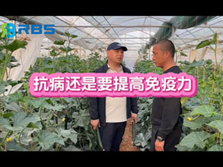 大棚黃瓜抗病還是要提高免疫力，云南元謀縣農(nóng)戶(hù)使用感言