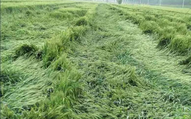 如何預(yù)防小麥后期倒伏？
