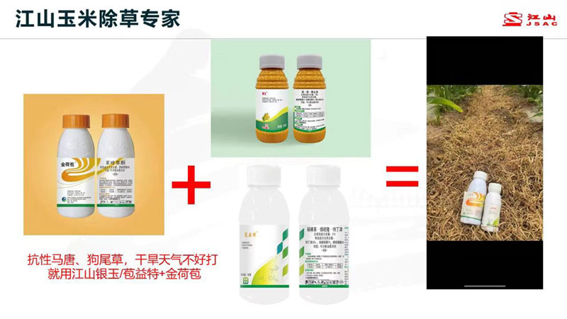 天氣干旱 玉米田超好用的除草劑方案推薦！除草干凈，不傷苗！