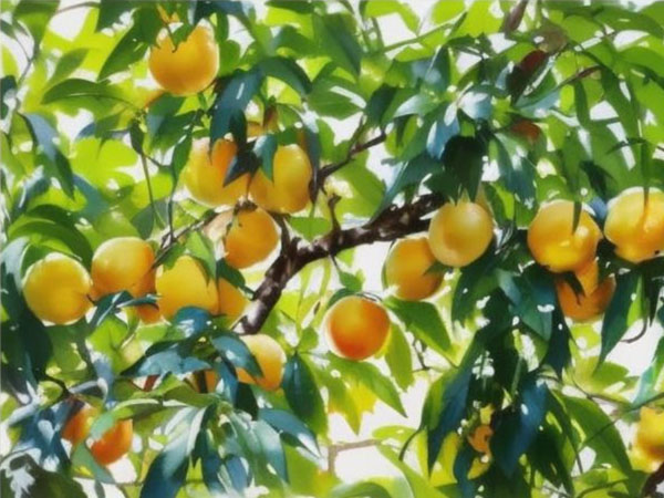 高溫天氣果樹如何安全度夏？